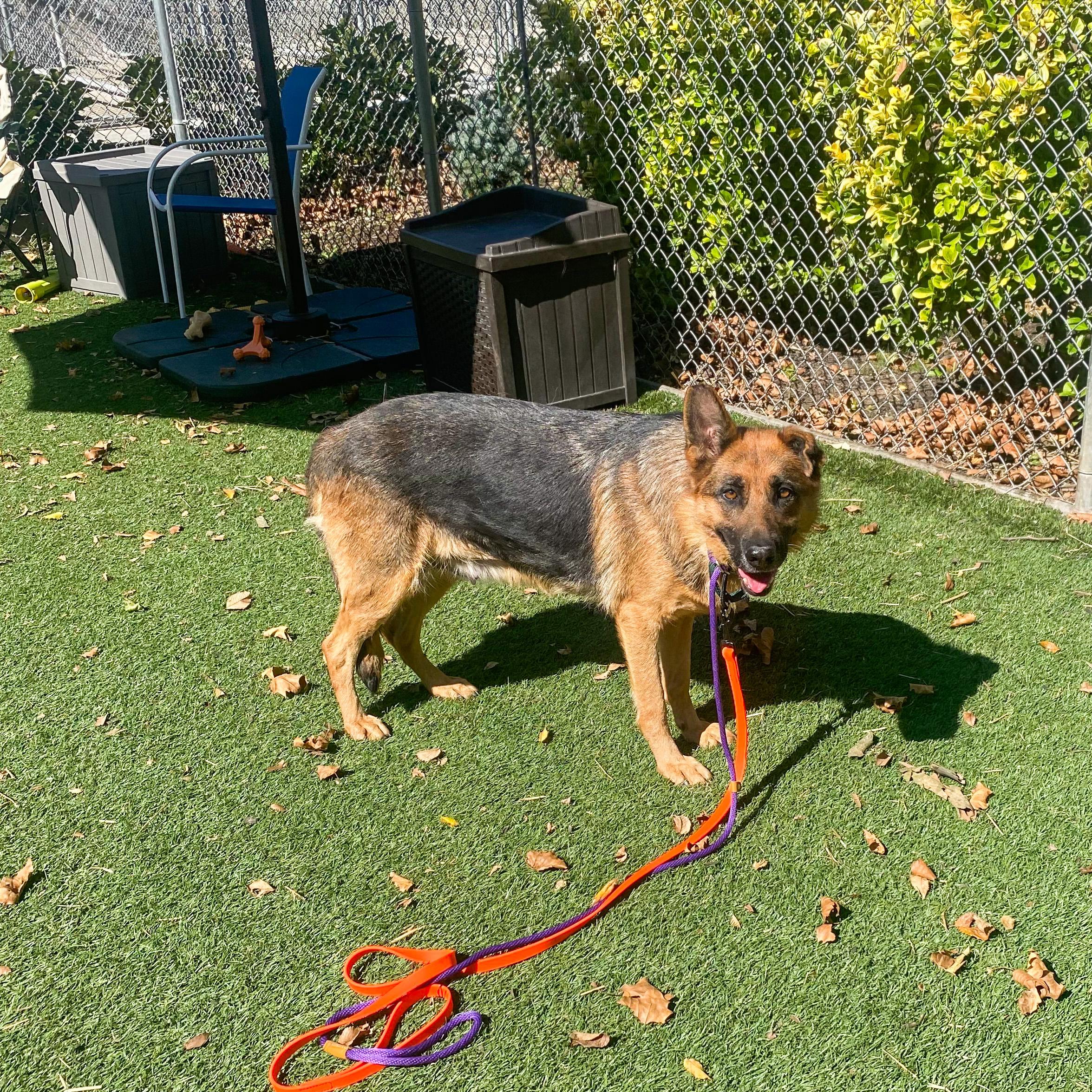 Enlarge Jewel, a Adoptable German Shepherd Dog in Millburn, NJ image 4/4