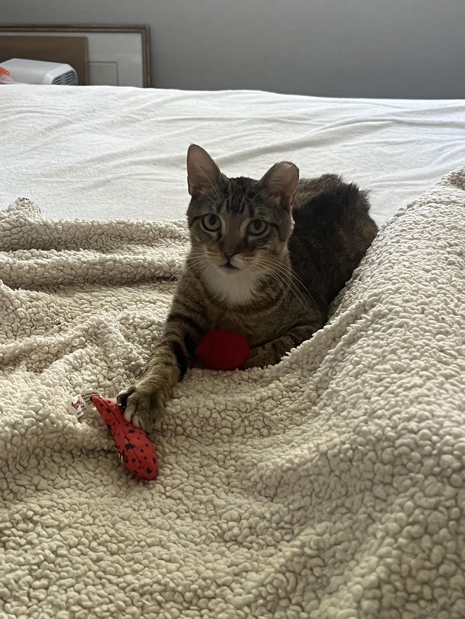 Shelbi, Adopted, Adult Female Domestic Short Hair.