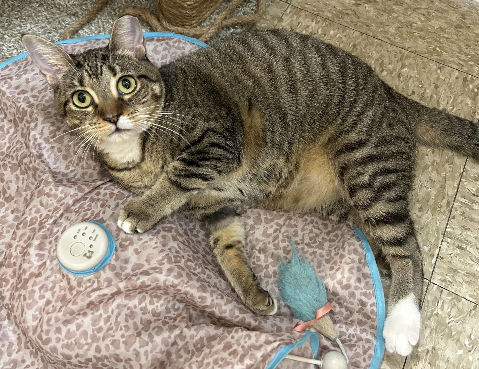 Enlarge Shelbi, a Adopted Domestic Short Hair in West Palm Beach, FL image 2/2