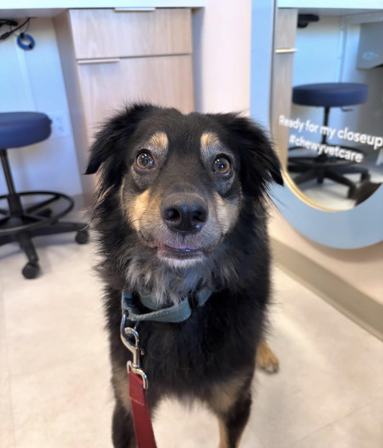 Enlarge Basilio, a ADOPTABLE mixed breed in Palm springs, FL image 1/1