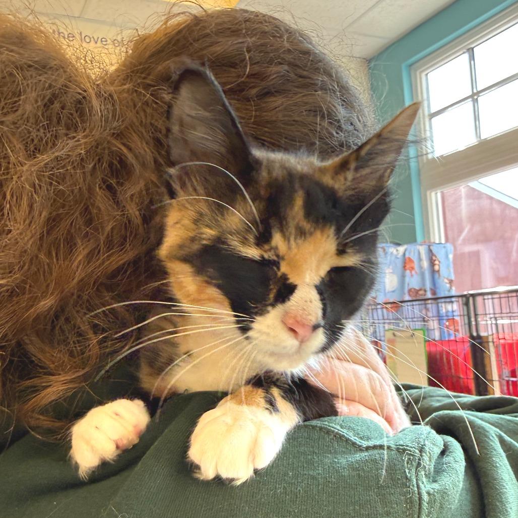 Hilda von Purrin, Adoptable, Young Female Domestic Long Hair.