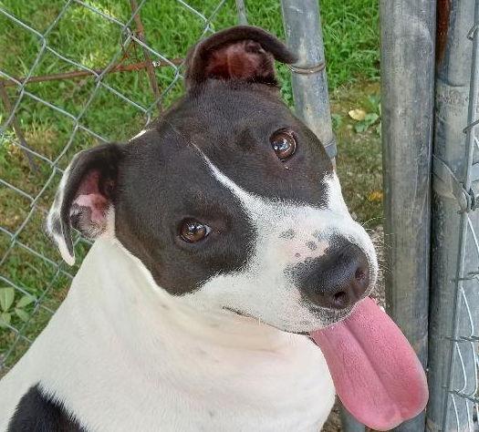 Keeno, a Adoptable Hound in Cabool, MO image 1/4