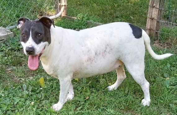 Keeno, a Adoptable Hound in Cabool, MO image 2/4