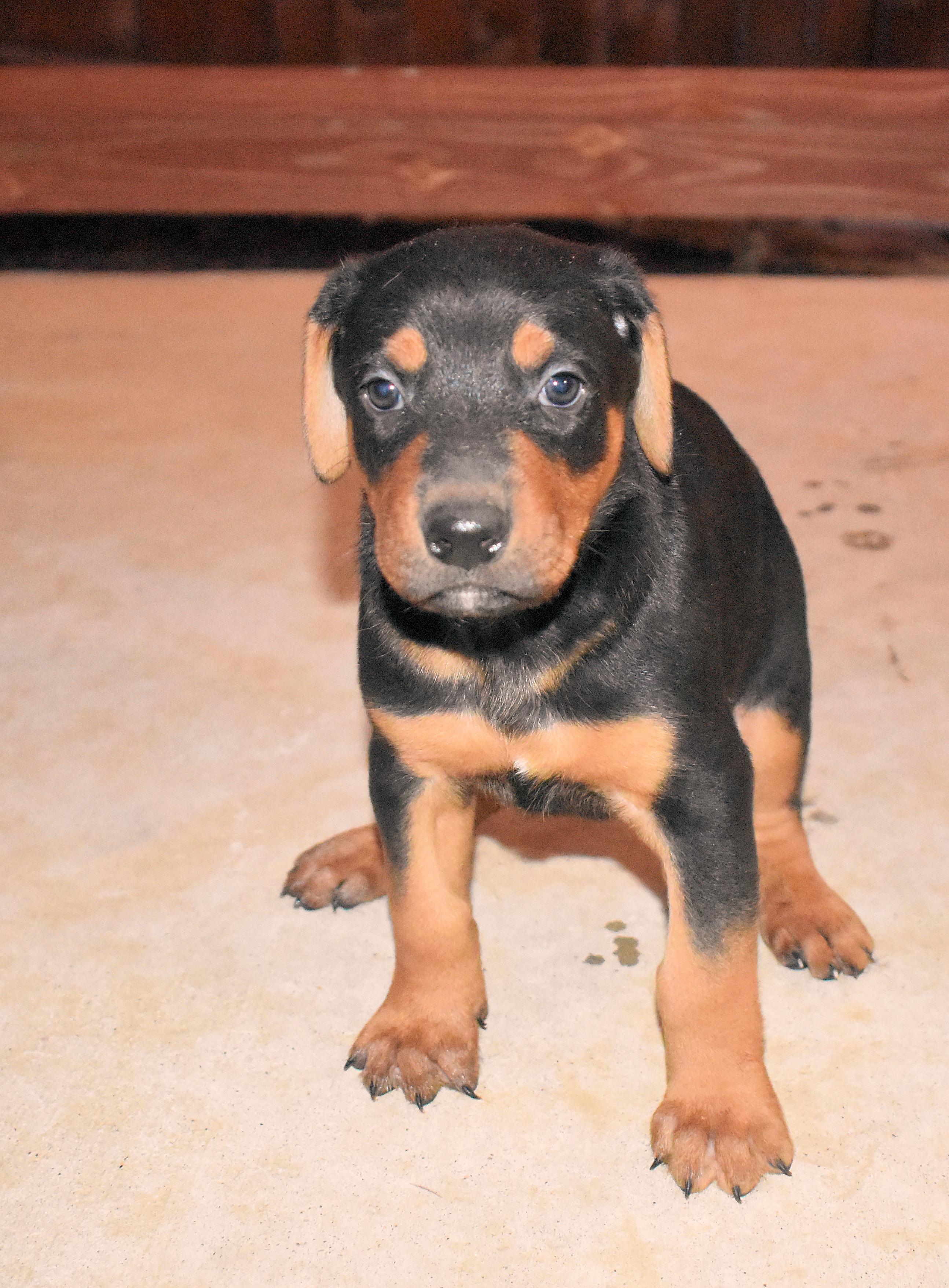 Enlarge Myers, a Adopted mixed breed in Denver, CO image 3/6
