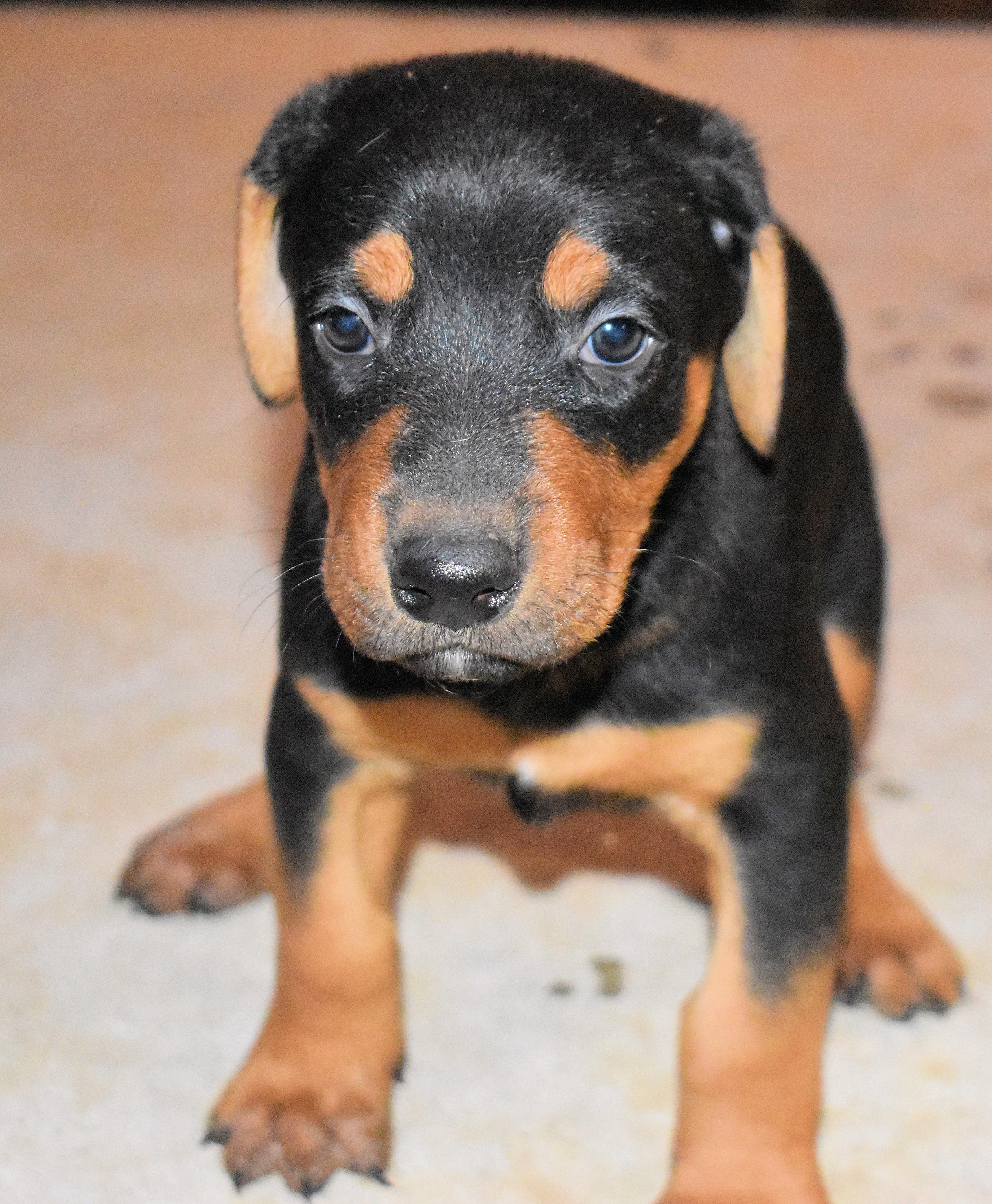 Enlarge Myers, a Adopted mixed breed in Denver, CO image 4/6