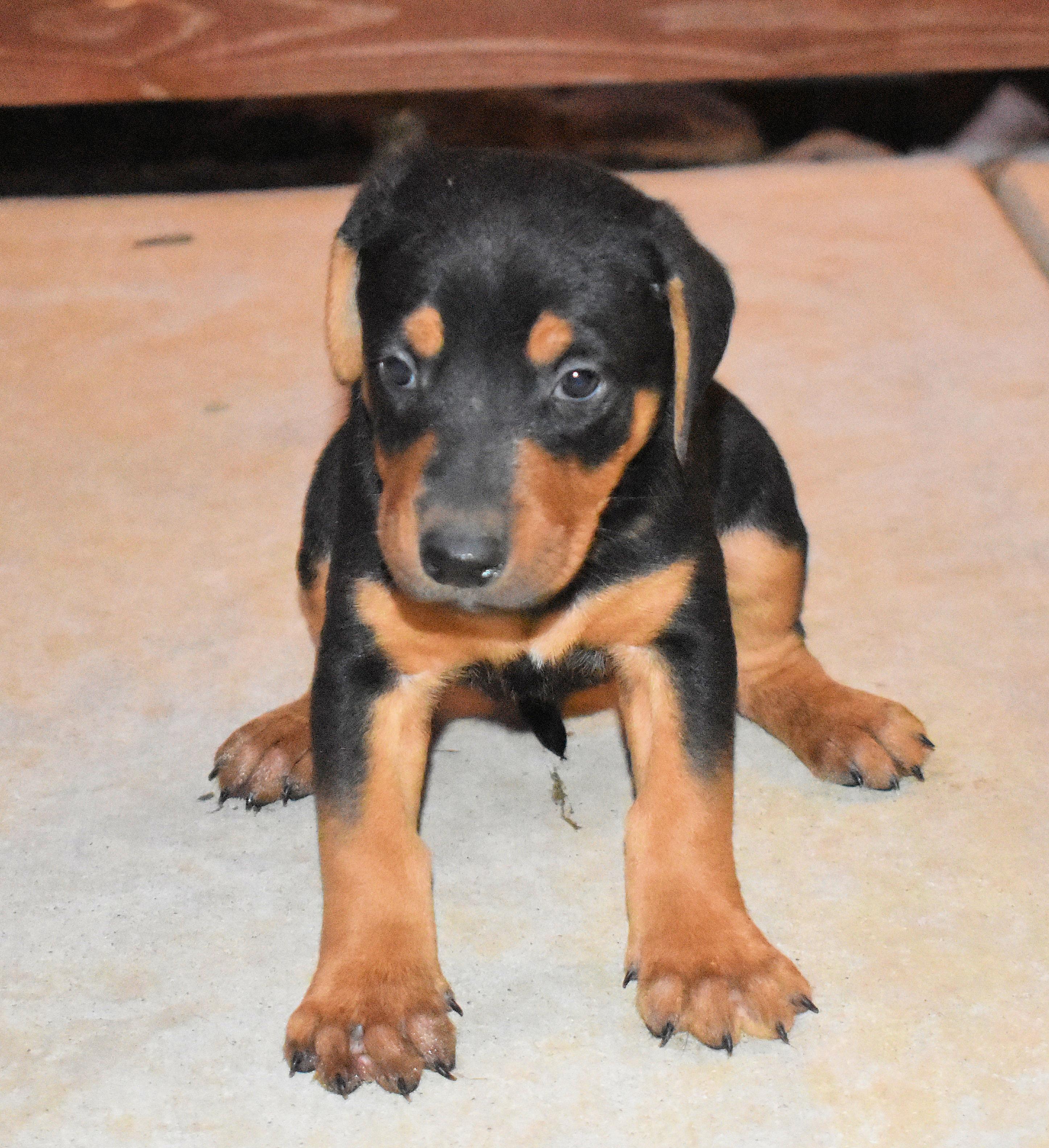 Enlarge Myers, a Adopted mixed breed in Denver, CO image 6/6