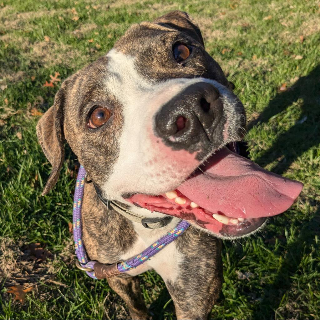 Enlarge Selma, a Adoptable Mixed Breed in Warrensburg, MO image 3/6