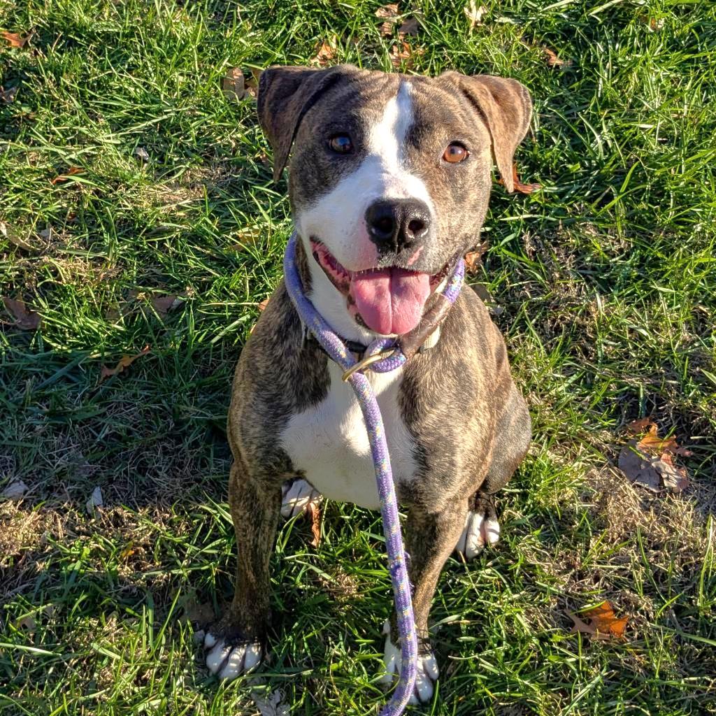 Enlarge Selma, a Adoptable Mixed Breed in Warrensburg, MO image 6/6