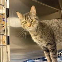 Enlarge Mammas, a ADOPTABLE Domestic Short Hair in Liberty, MO image 4/4