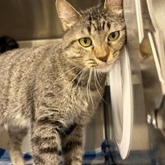 Enlarge Mammas, a ADOPTABLE Domestic Short Hair in Liberty, MO image 3/4