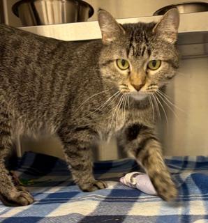 Enlarge Mammas, a ADOPTABLE Domestic Short Hair in Liberty, MO image 2/4