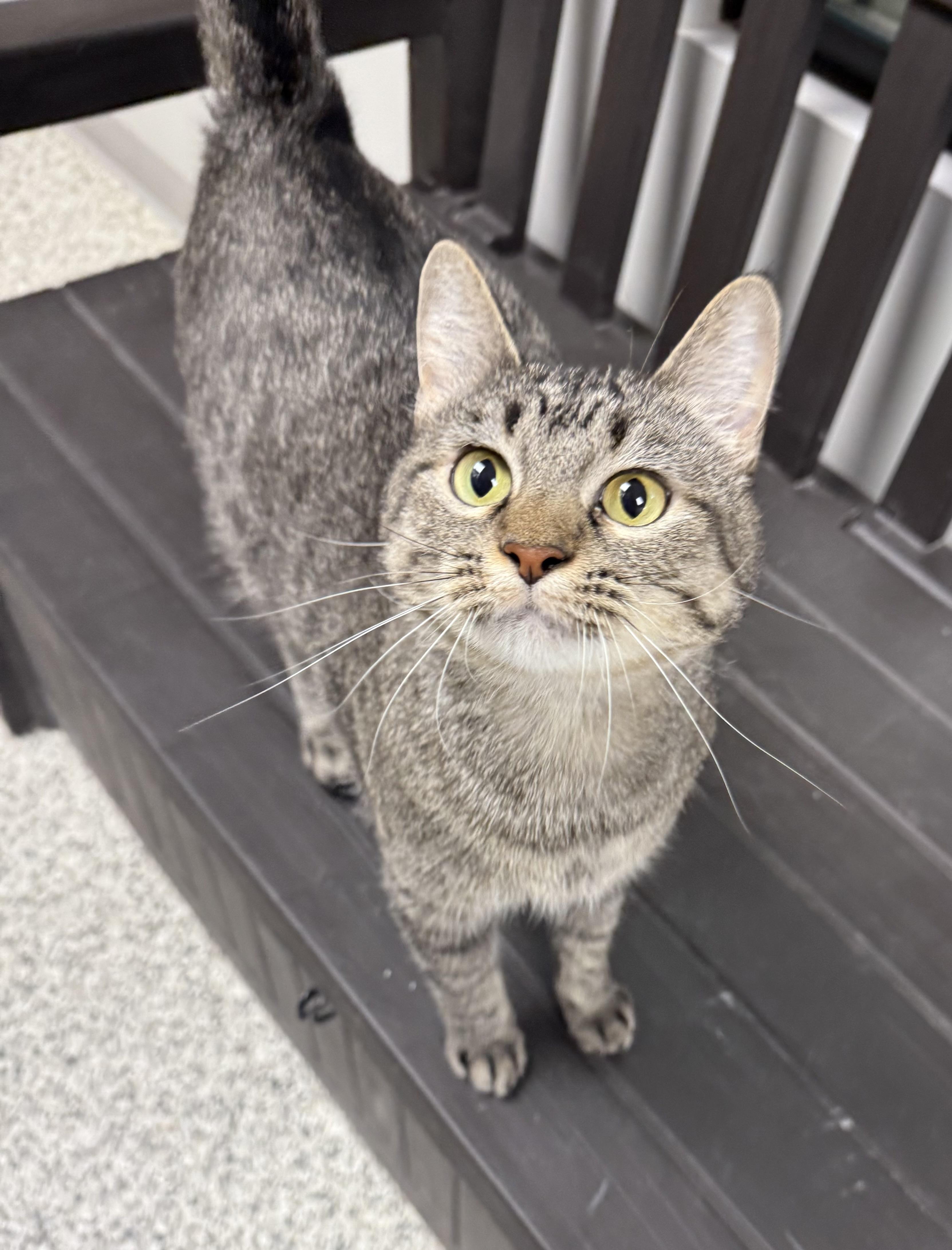 Enlarge Mommas, an adopted Domestic Short Hair in Liberty, MO image 1/4