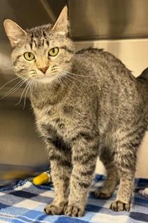 Mammas, ADOPTABLE, Adult Female Domestic Short Hair.