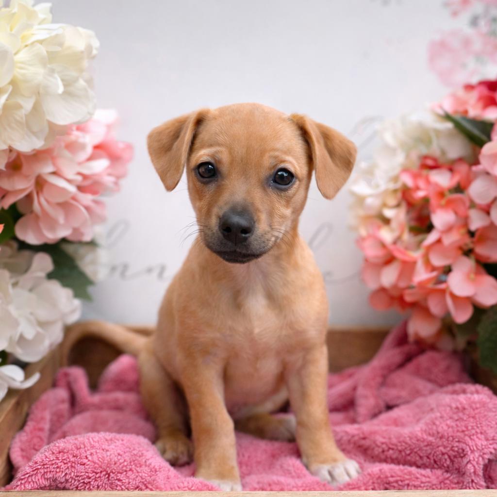 Minnie, Adoptable, Puppy Female Terrier.