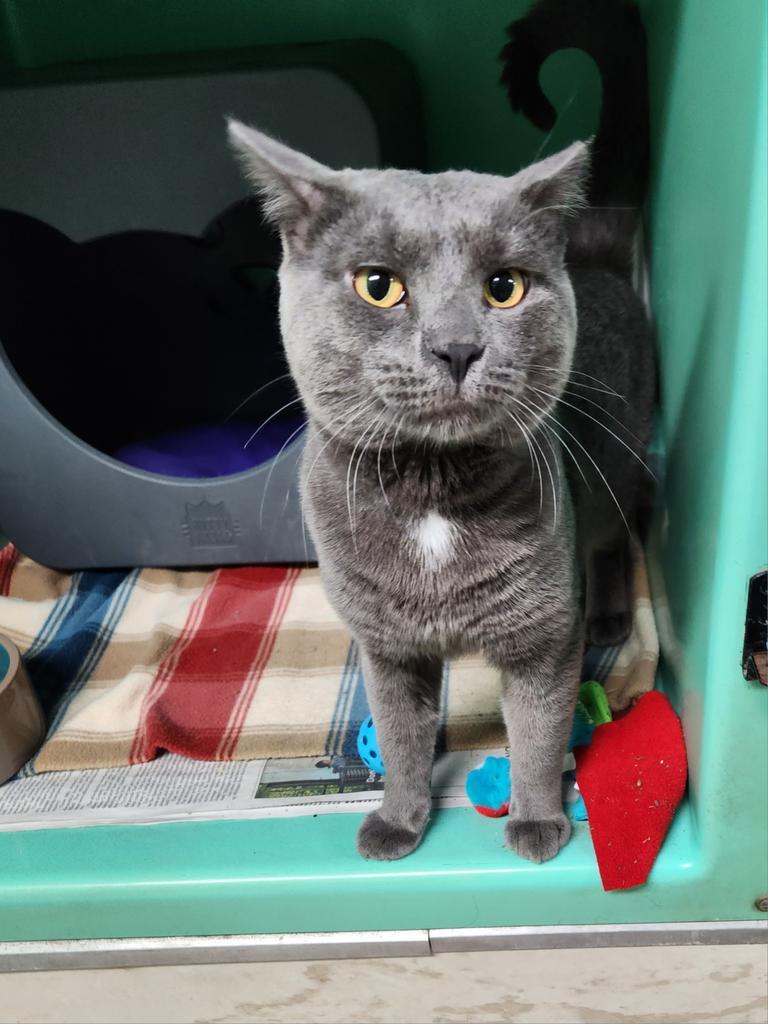 Enlarge Sasuke, a Adoptable Domestic Short Hair in Utica, MI image 1/1