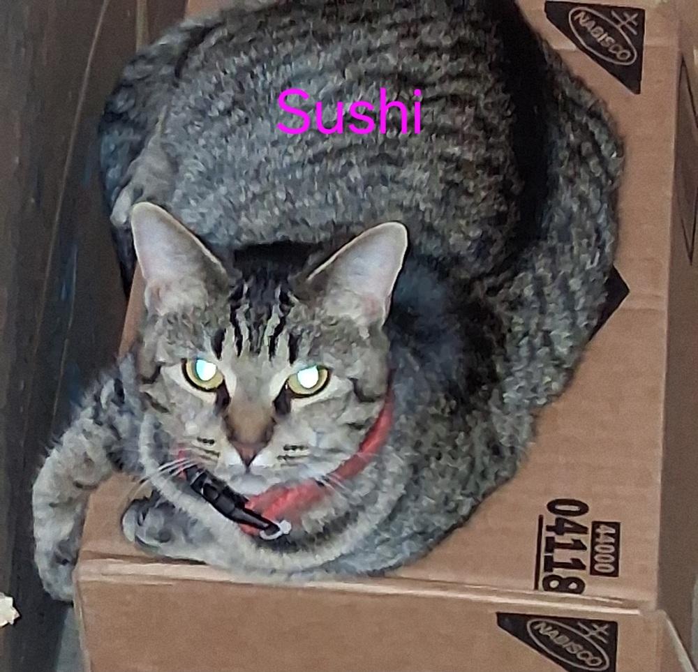 Sushi, Adopted, Adult Female Domestic Short Hair.