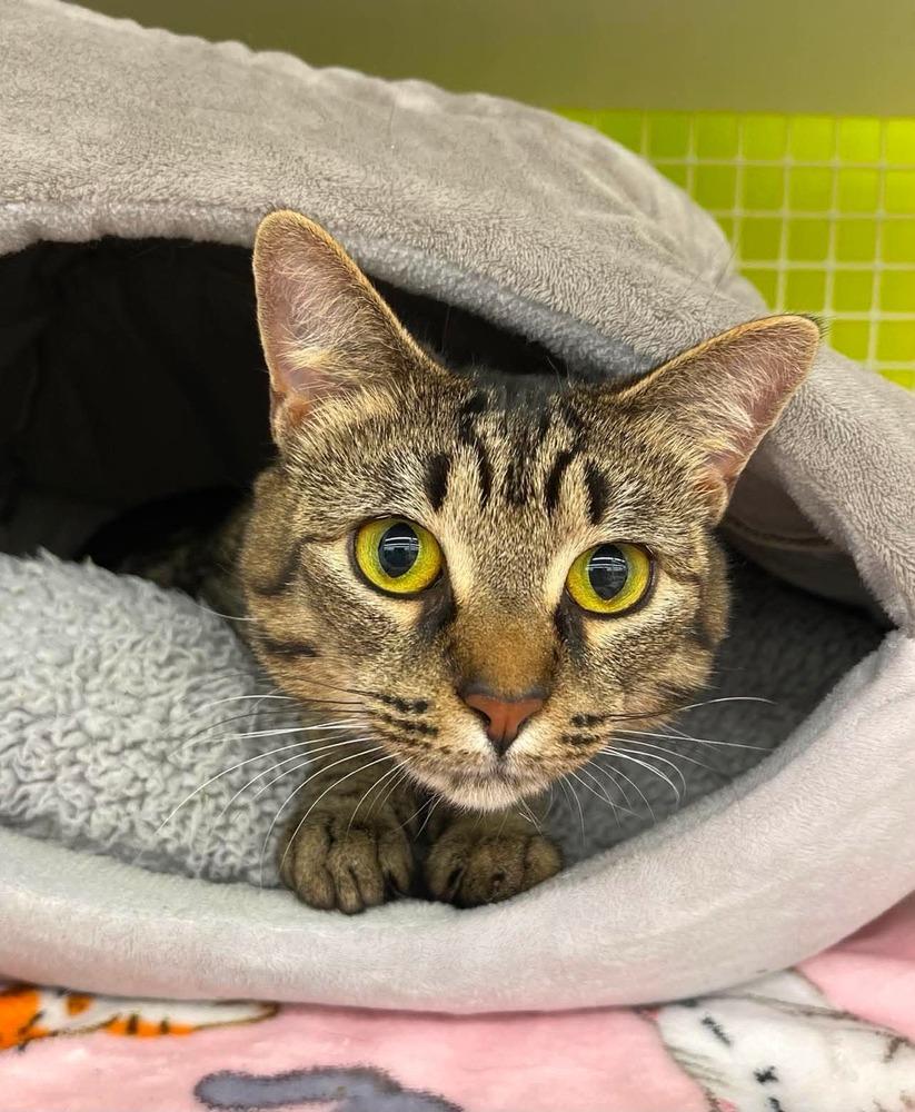 Enlarge Sushi, a Adopted Domestic Short Hair in Virginia Beach, VA image 2/3