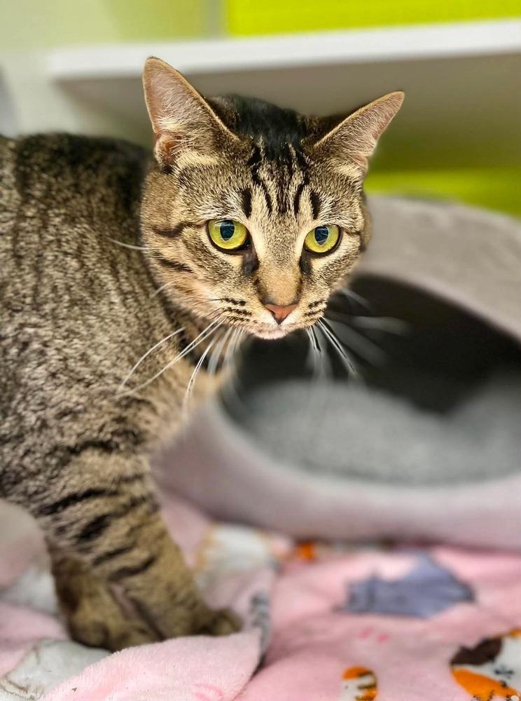 Enlarge Sushi, a Adopted Domestic Short Hair in Virginia Beach, VA image 3/3