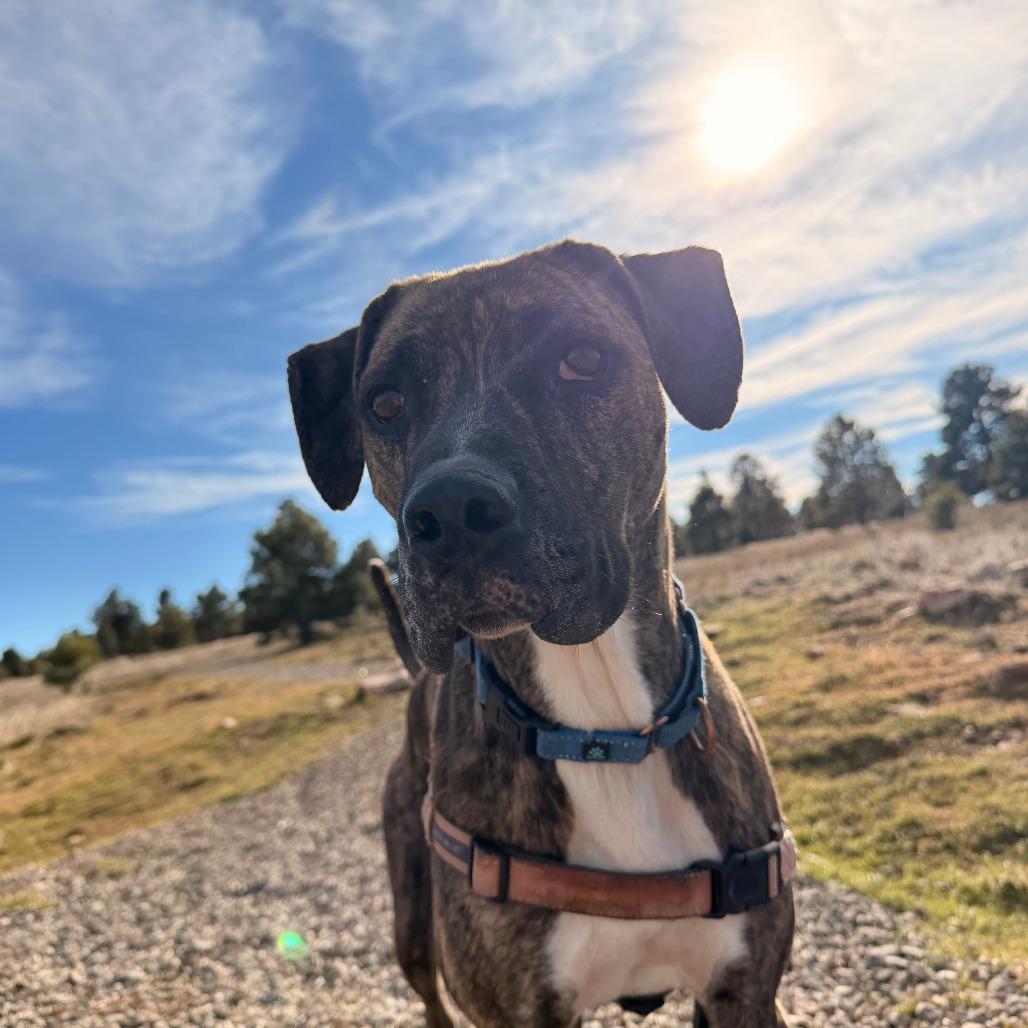 Shai, a Adoptable mixed breed in Pagosa Springs, CO image 1/4