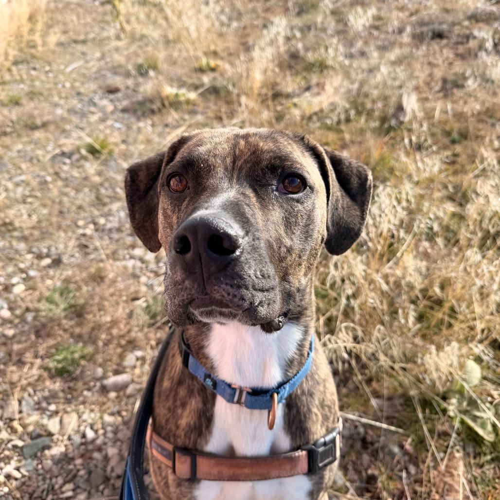 Shai, a Adoptable mixed breed in Pagosa Springs, CO image 2/4