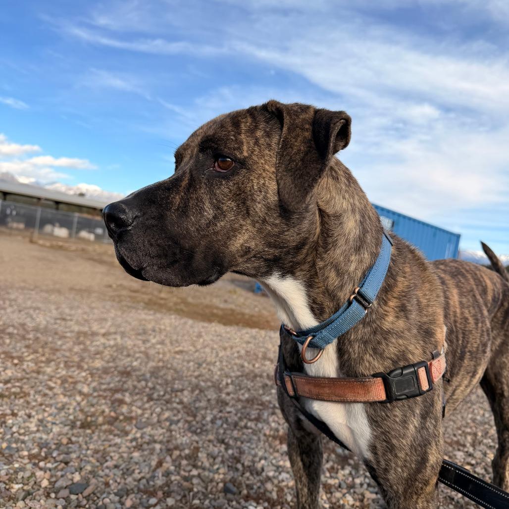 Shai, a Adoptable mixed breed in Pagosa Springs, CO image 4/4