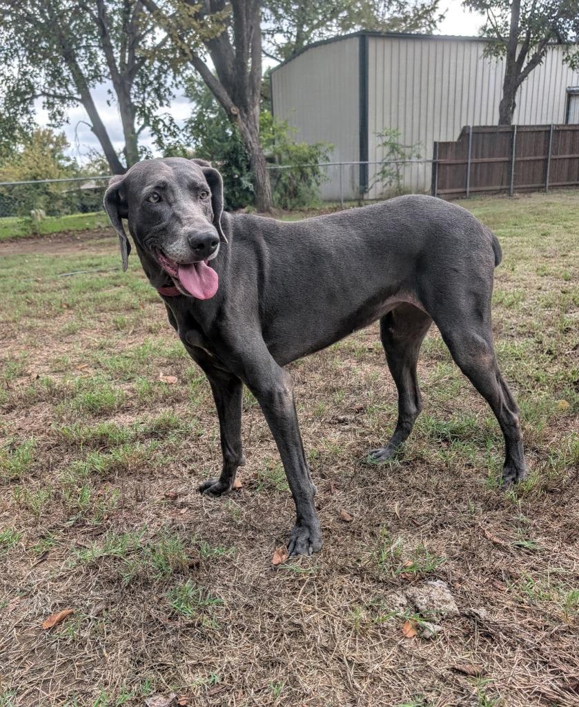 Grace, Adoptable, Adult Female Weimaraner.