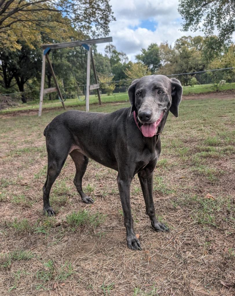 Enlarge Grace, a Adoptable Weimaraner in Arlington, TX image 2/4