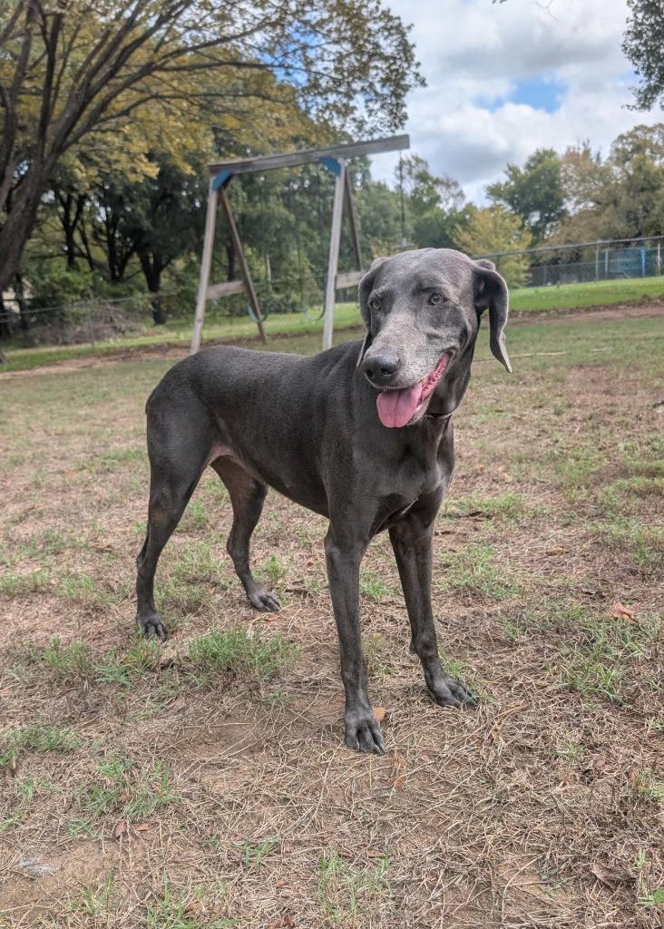 Enlarge Grace, a Adoptable Weimaraner in Arlington, TX image 3/4