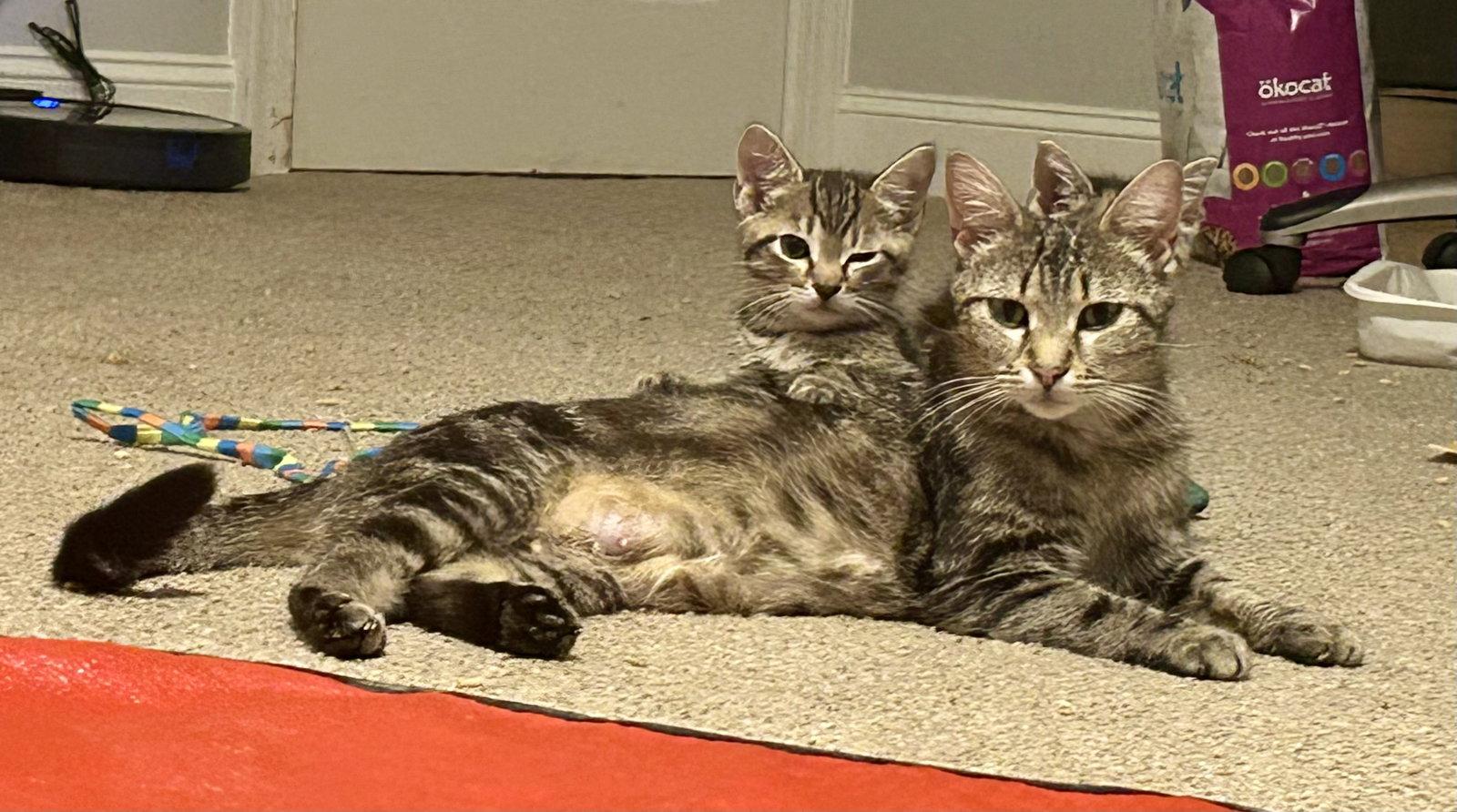 Ralph, a Adopted Domestic Short Hair in Pittsboro, NC image 2/3