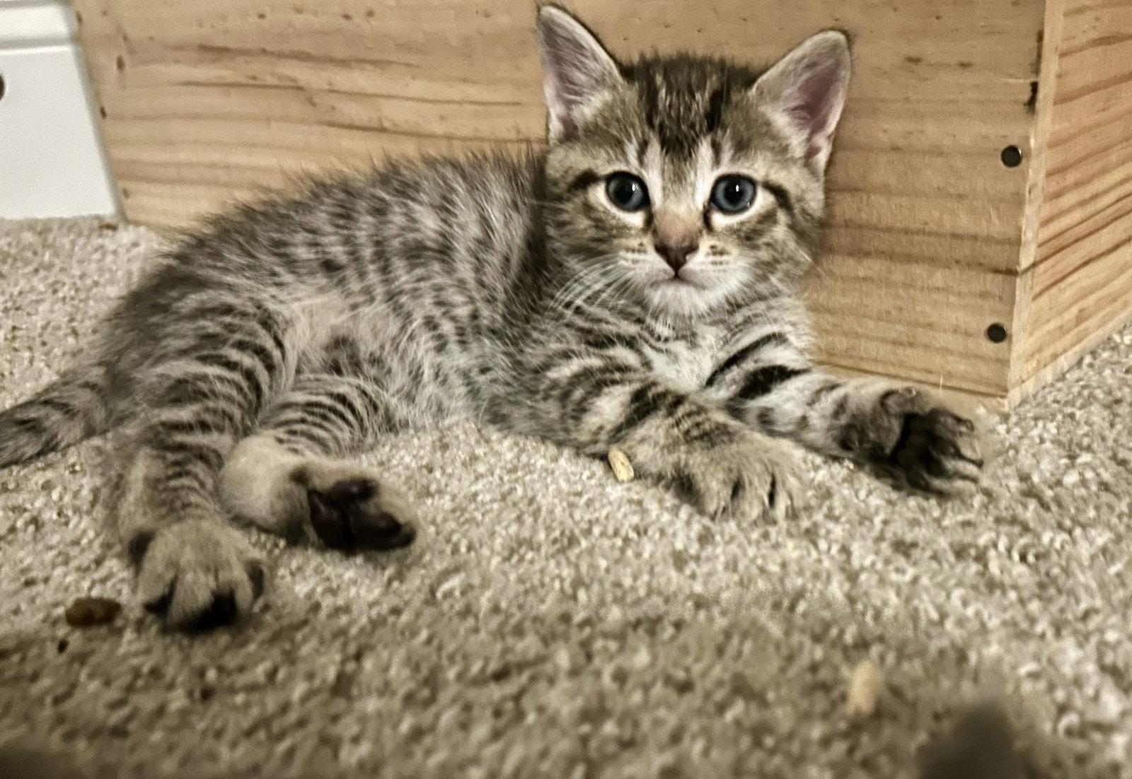 Ralph, a Adopted Domestic Short Hair in Pittsboro, NC image 3/3