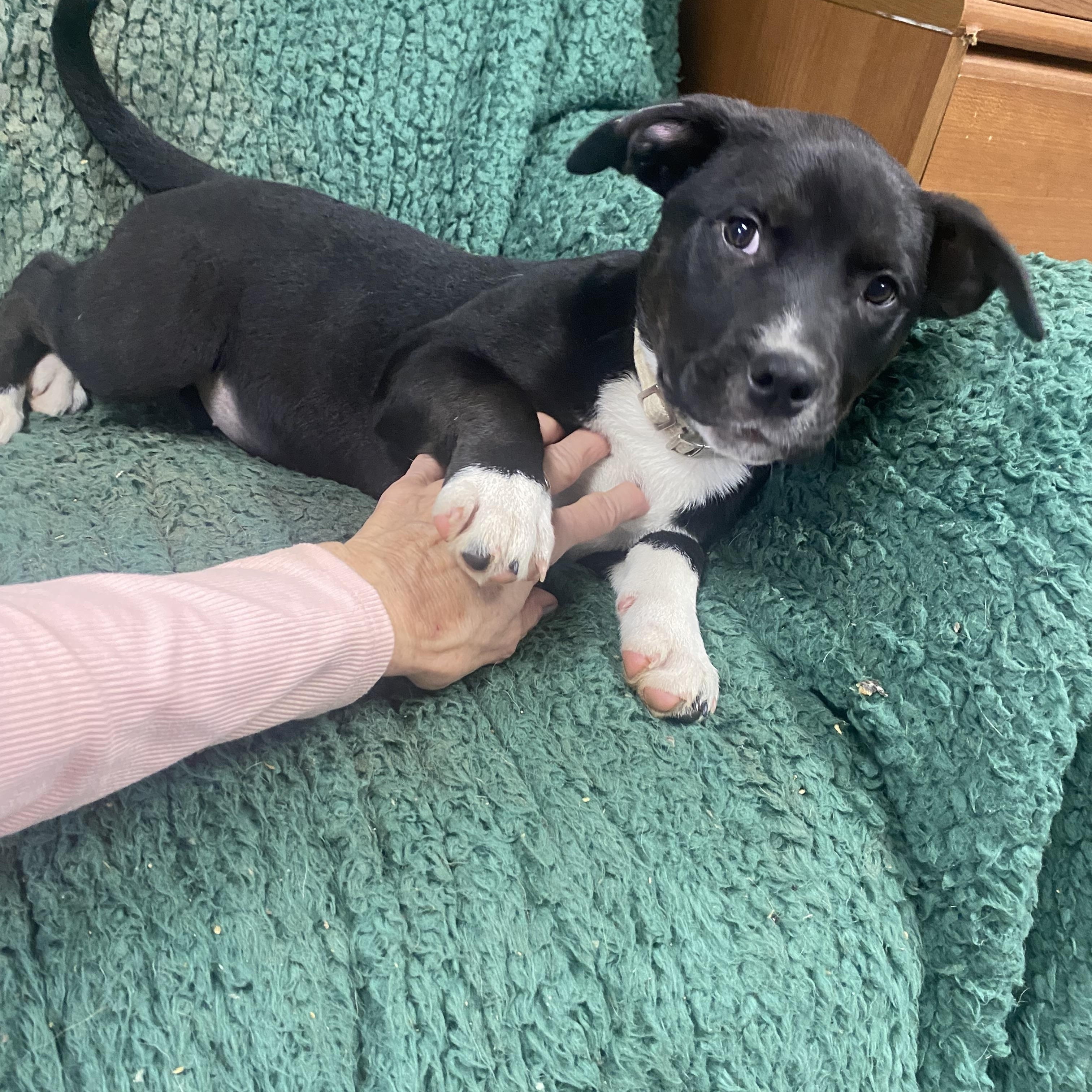 Mallory, ADOPTABLE, Puppy Female Labrador Retriever.