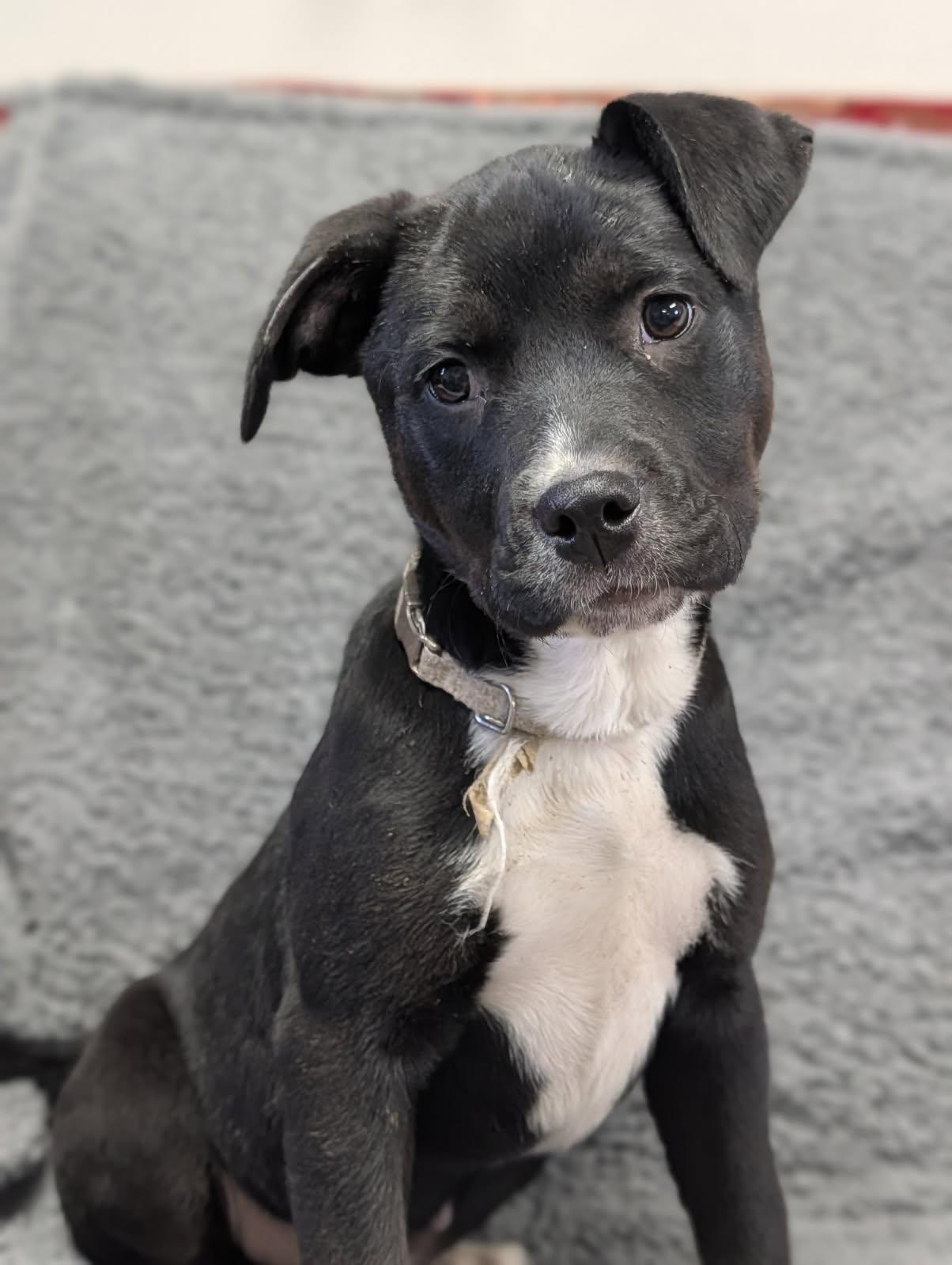 Enlarge Lyric, a ADOPTABLE Labrador Retriever in Blytheville, AR image 3/4