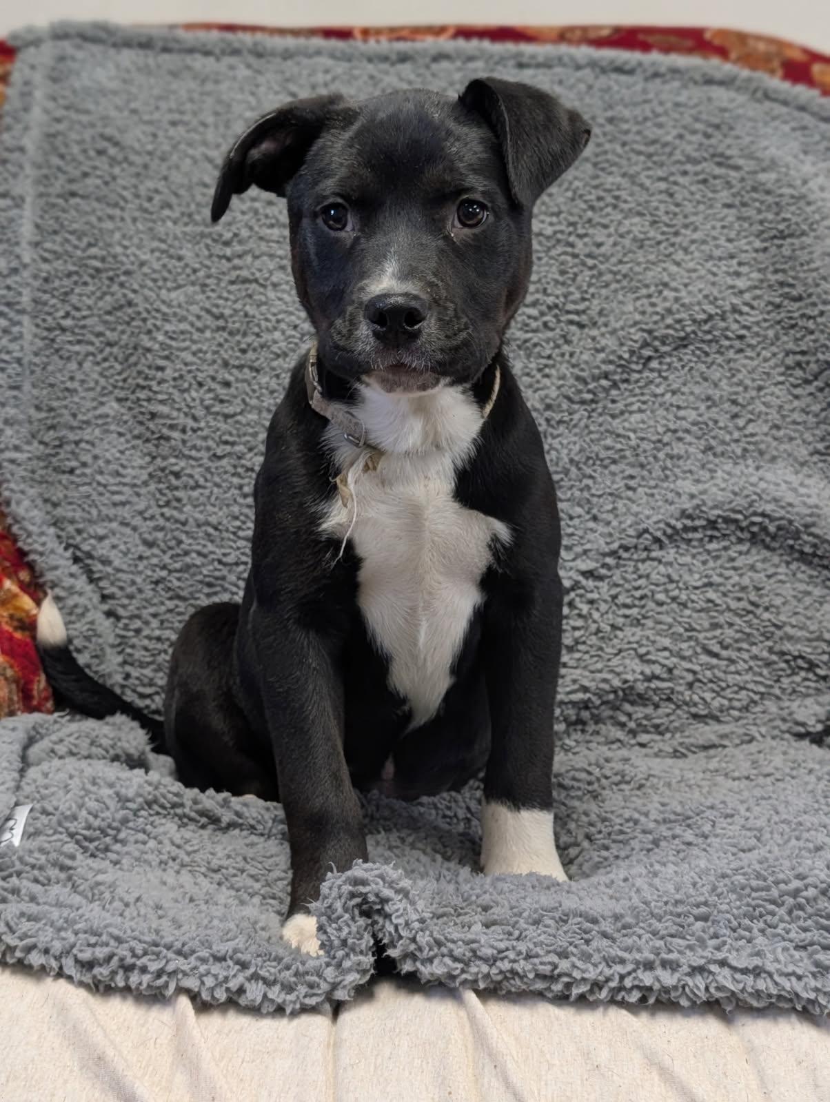 Lyric, ADOPTABLE, Puppy Female Labrador Retriever.