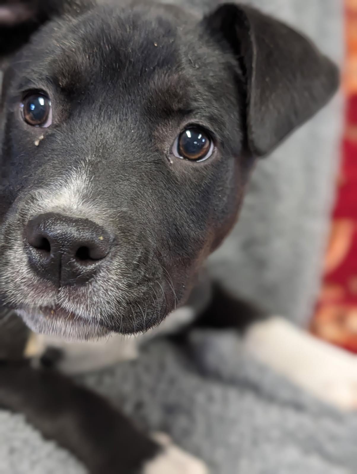 Enlarge Lyric, a ADOPTABLE Labrador Retriever in Blytheville, AR image 4/4