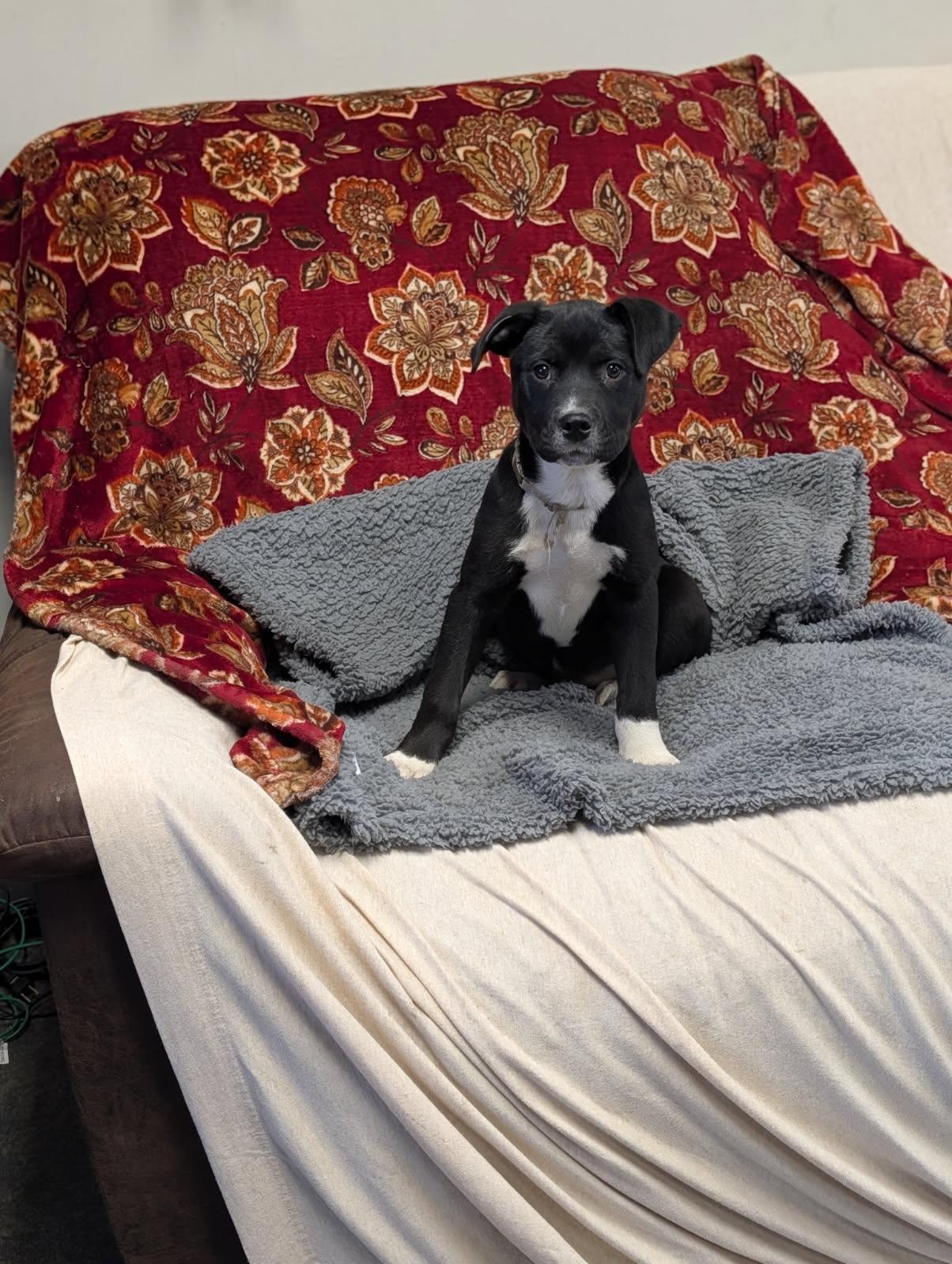 Enlarge Lyric, a ADOPTABLE Labrador Retriever in Blytheville, AR image 2/4