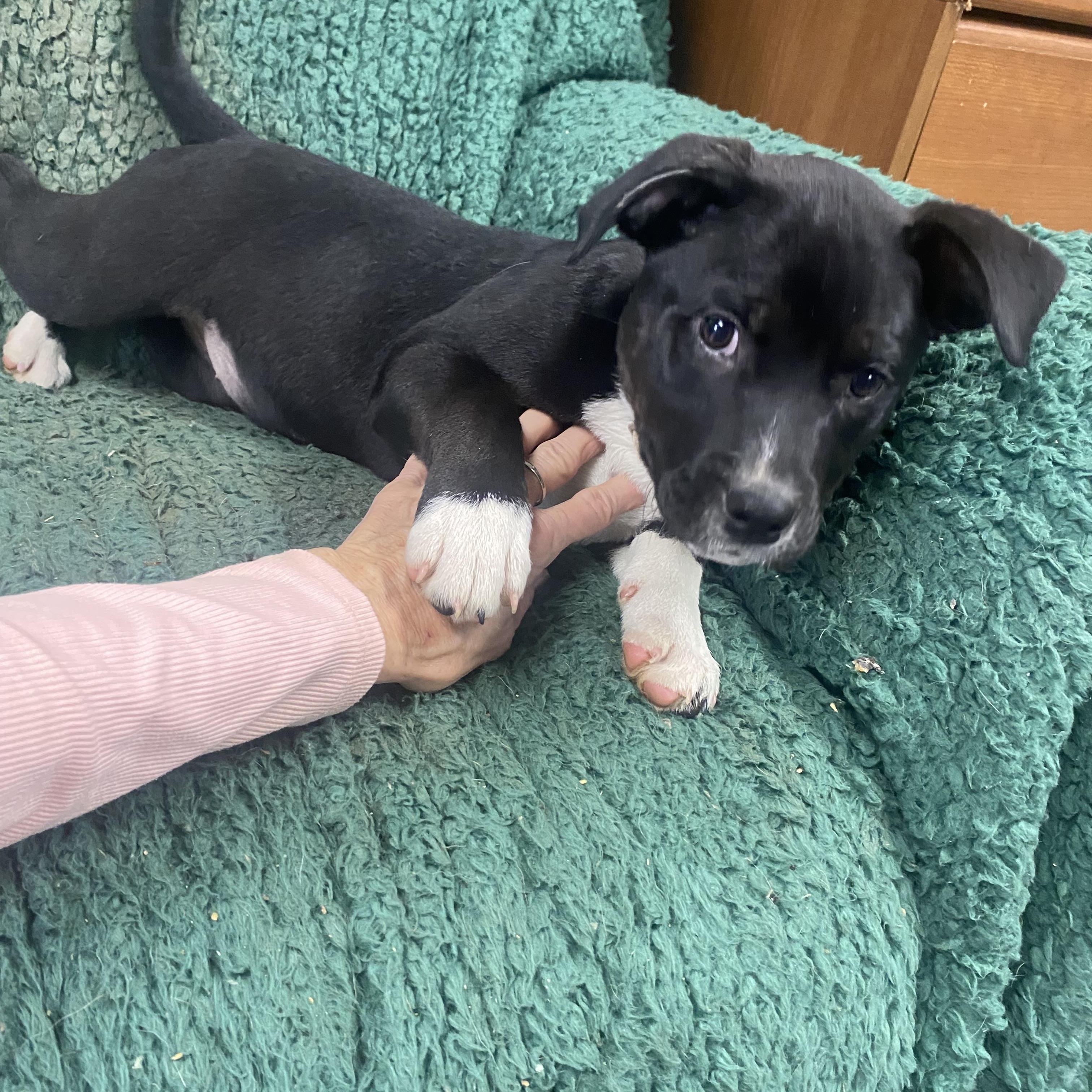 Mallory, a ADOPTABLE Labrador Retriever in Blytheville, AR image 2/3