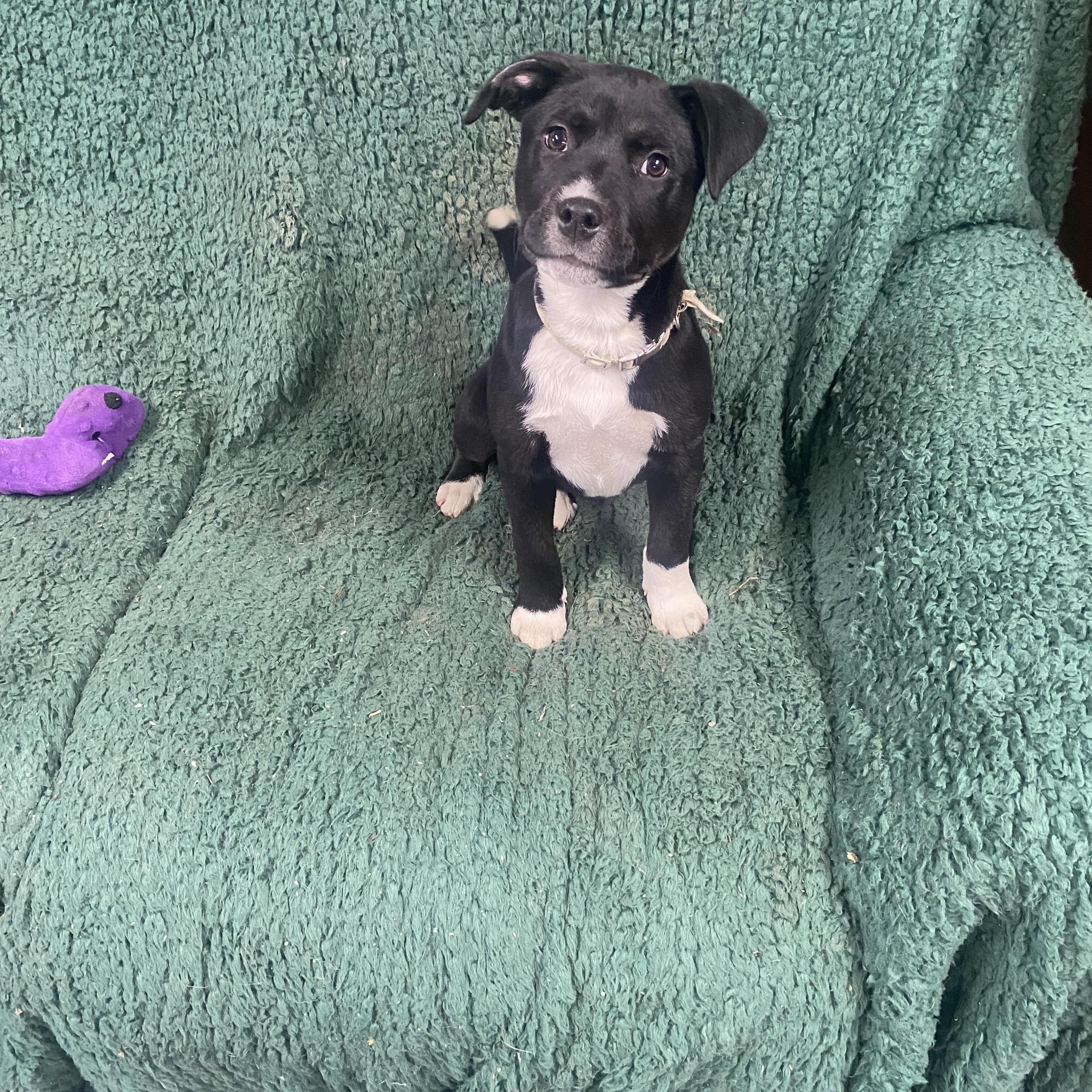 Mallory, a ADOPTABLE Labrador Retriever in Blytheville, AR image 3/3