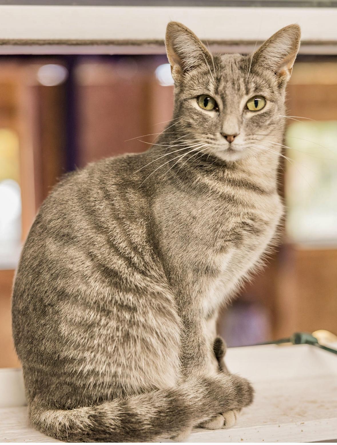 Millie, a Adoptable Domestic Short Hair in Melbourne, AR image 1/6