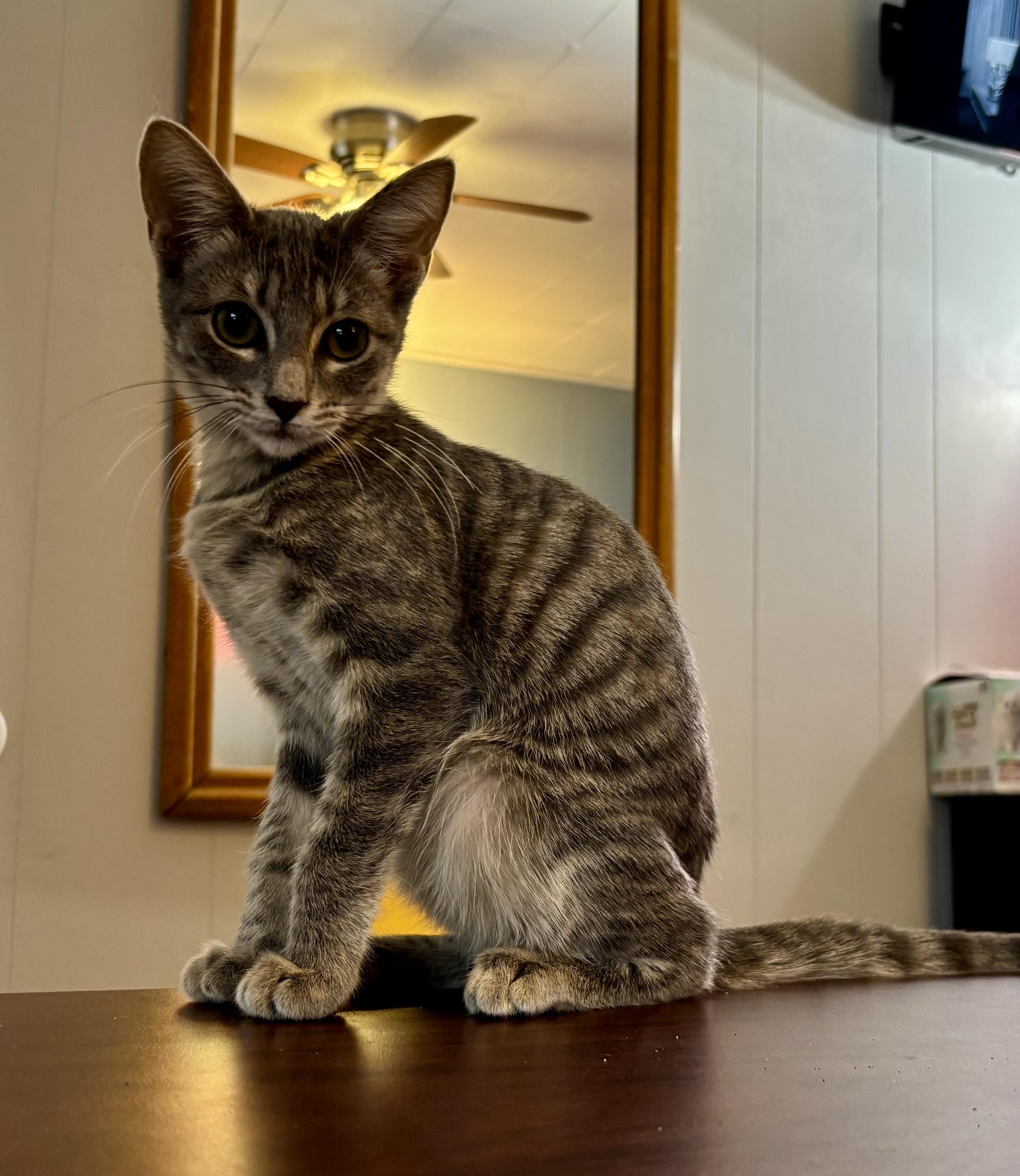 Millie, a Adoptable Domestic Short Hair in Melbourne, AR image 3/6