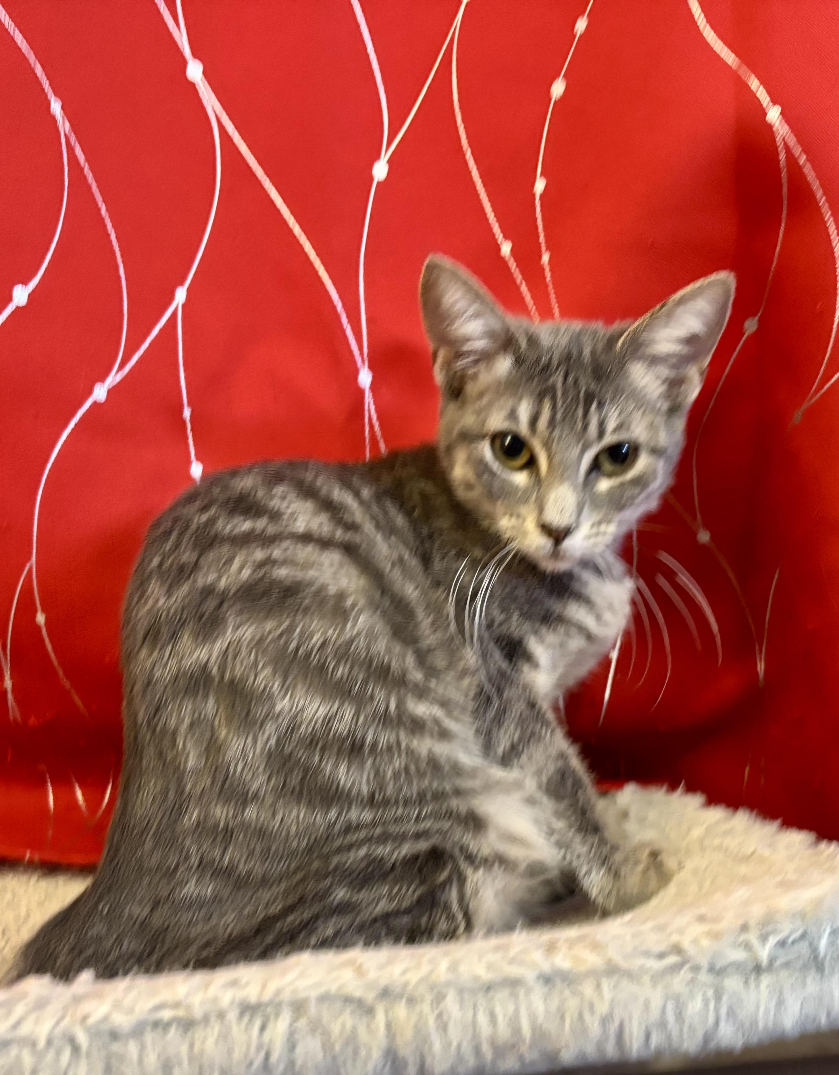 Millie, a Adoptable Domestic Short Hair in Melbourne, AR image 2/6