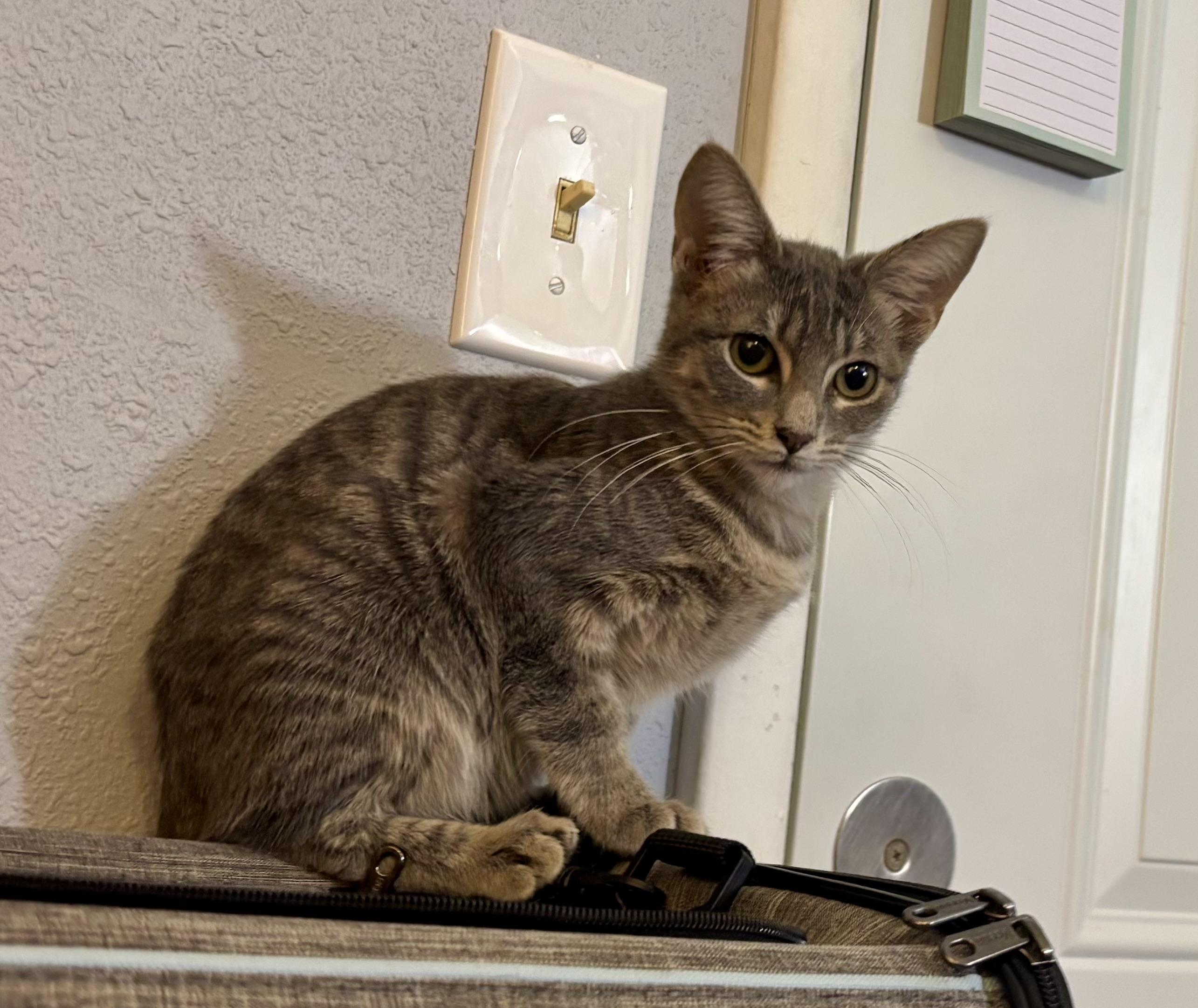 Millie, a Adoptable Domestic Short Hair in Melbourne, AR image 4/6