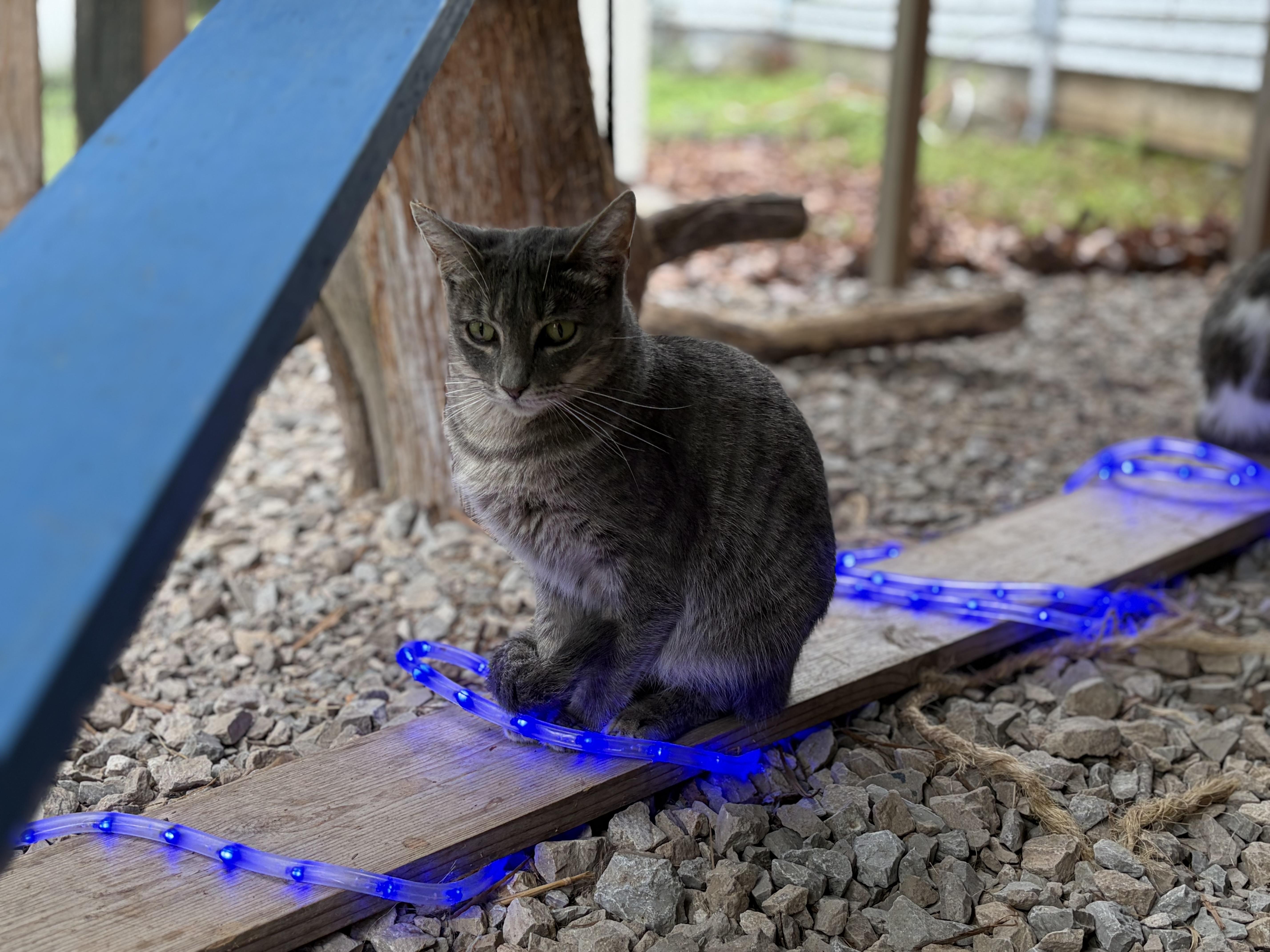 Enlarge Millie, a Adoptable Domestic Short Hair in Melbourne, AR image 4/6
