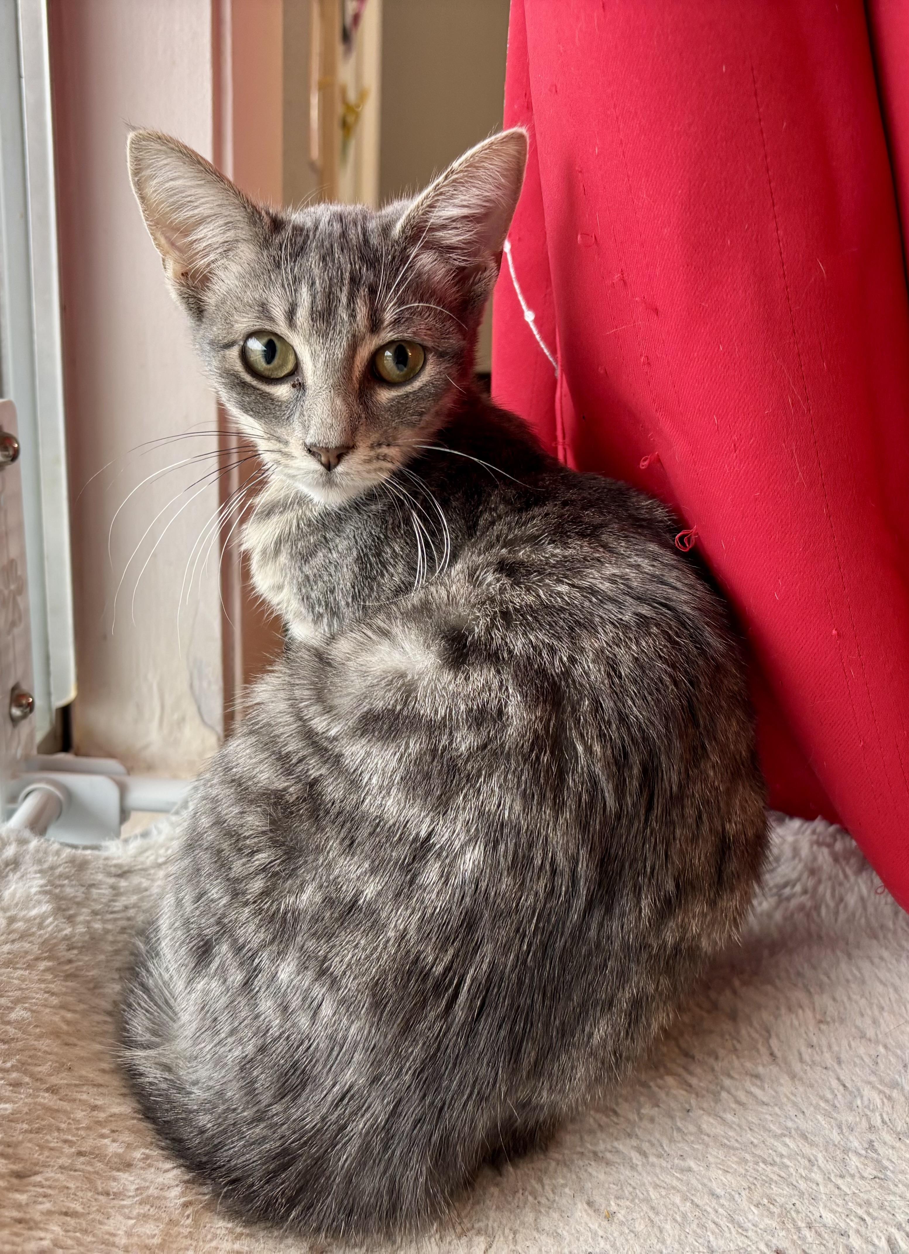 Millie, a Adoptable Domestic Short Hair in Melbourne, AR image 5/6