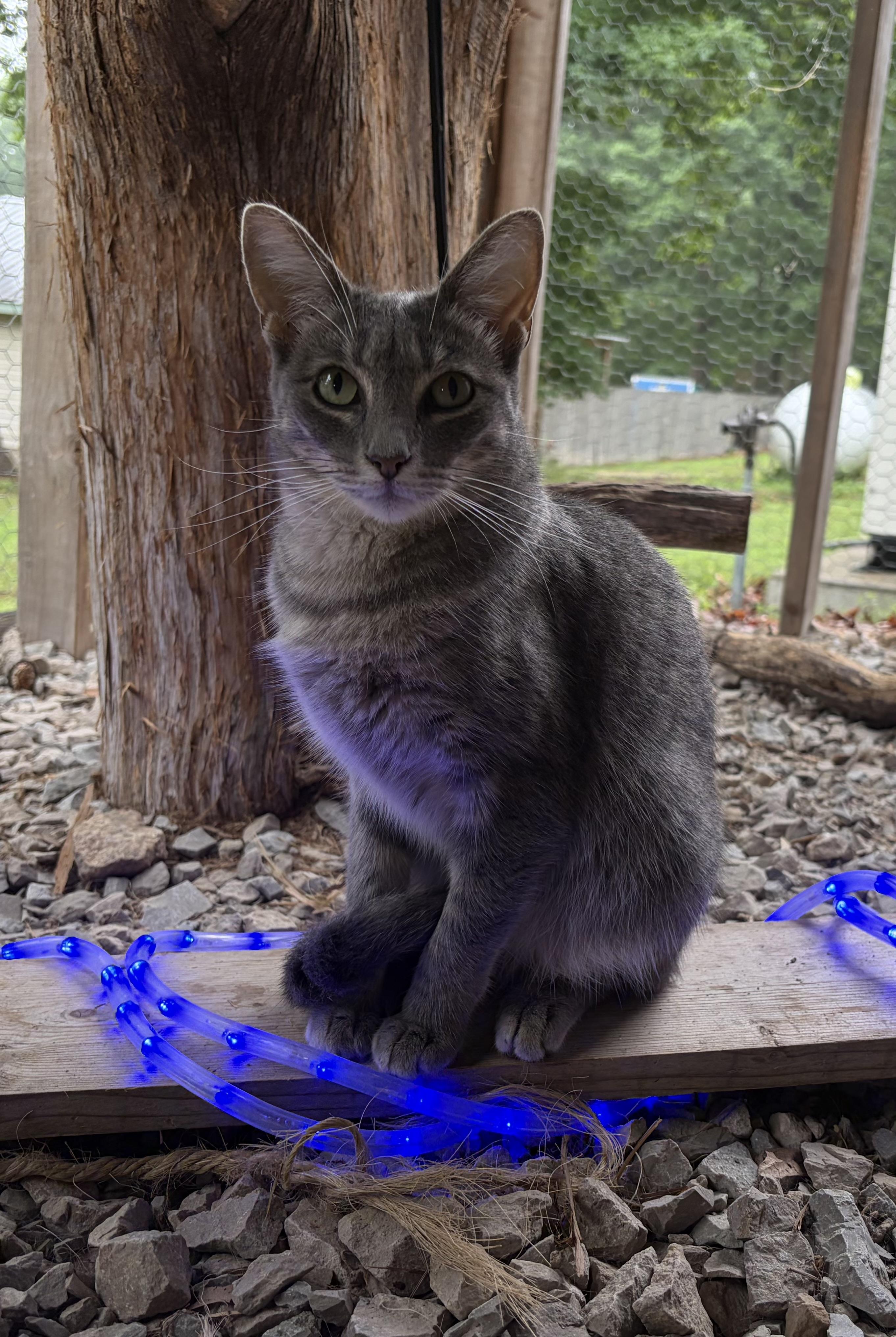 Enlarge Millie, a Adoptable Domestic Short Hair in Melbourne, AR image 2/6