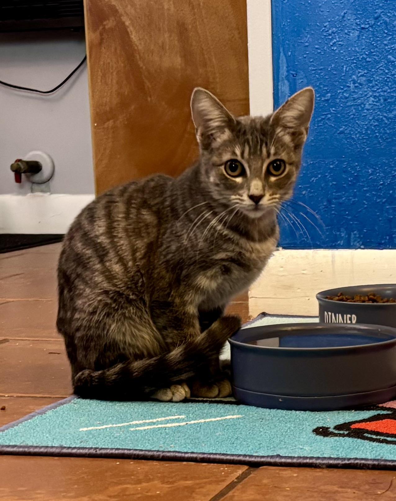 Millie, a Adoptable Domestic Short Hair in Melbourne, AR image 6/6