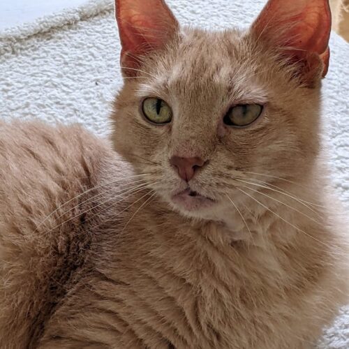 Sirsey, Adoptable, Senior Male Domestic Short Hair.