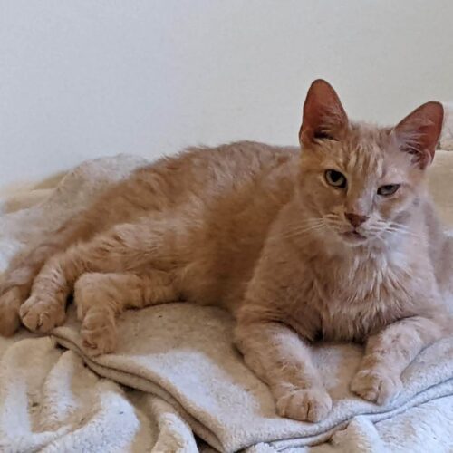 Enlarge Sirsey, a Adoptable Domestic Short Hair in Tipp City, OH image 7/10