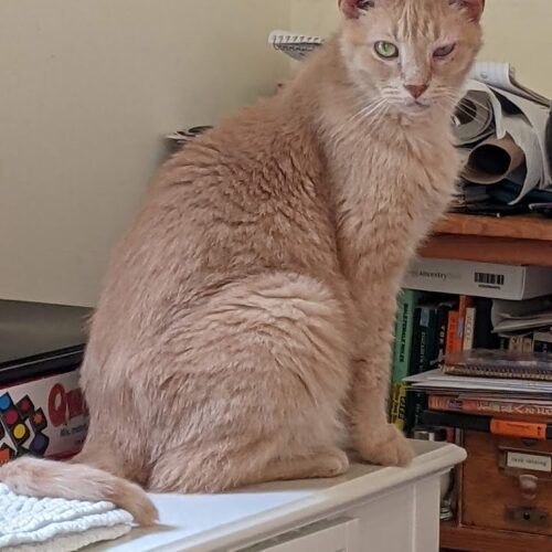 Sirsey — thumbnail 8