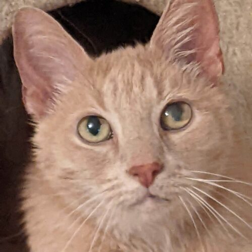 Enlarge Sirsey, a Adoptable Domestic Short Hair in Tipp City, OH image 9/10