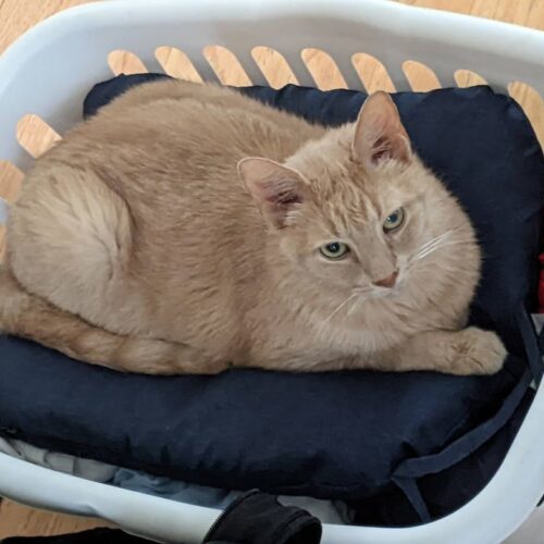 Enlarge Sirsey, a Adoptable Domestic Short Hair in Tipp City, OH image 10/10